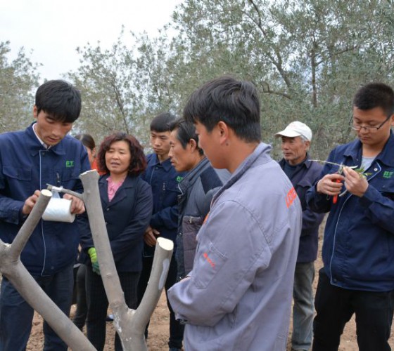 公司從產(chǎn)業(yè)鏈起始端著手，引進(jìn)良種優(yōu)苗，繁育基地苗圃，優(yōu)化樹(shù)種，以?xún)?yōu)質(zhì)的橄欖樹(shù)苗為生產(chǎn)特級(jí)初榨橄欖油提供基礎(chǔ)保障。在以自建萬(wàn)畝國(guó)家標(biāo)準(zhǔn)化油橄欖..